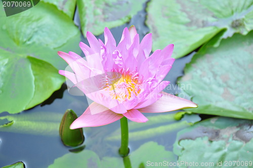 Image of lotus flower blossom 