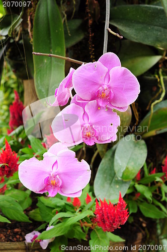 Image of Beautiful Orchid,Thailand 
