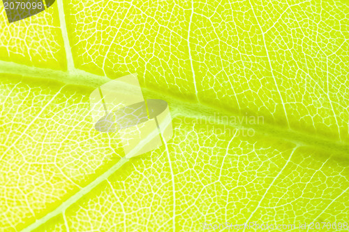 Image of green leaf background