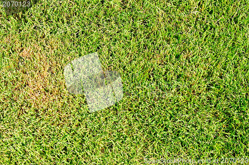 Image of new spring green grass for design 