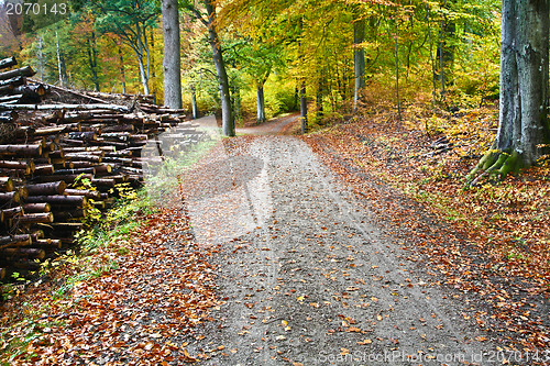 Image of Forest