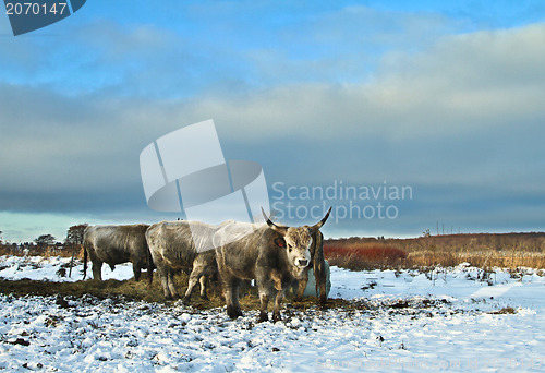 Image of Cows