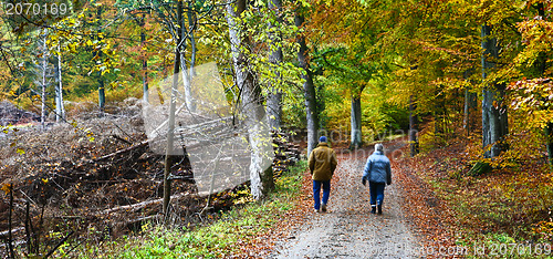 Image of Forest