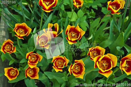 Image of Tulips