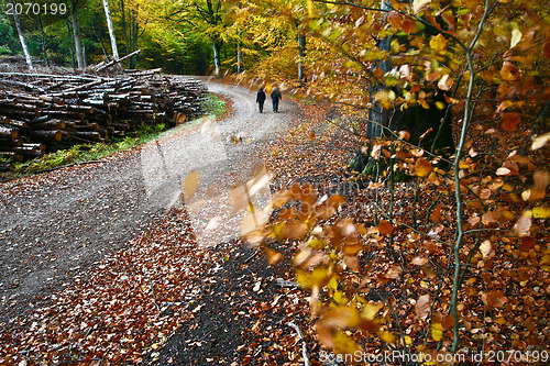 Image of Forest