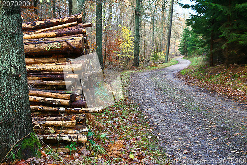 Image of Forest