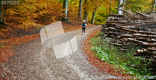 Image of Forest
