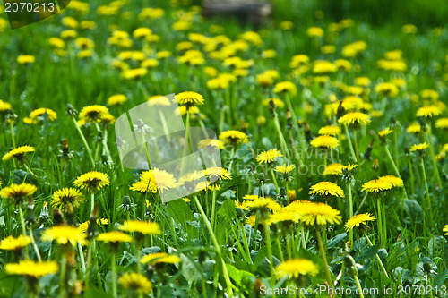 Image of Flowers