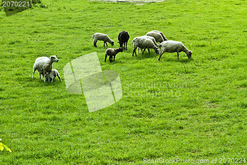 Image of sheeps