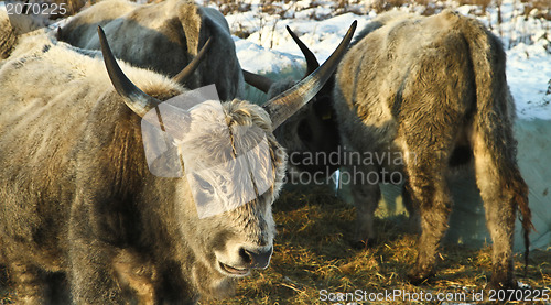 Image of Cows