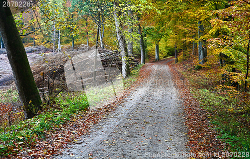 Image of Forest
