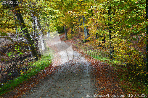 Image of Forest