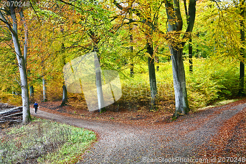 Image of Forest