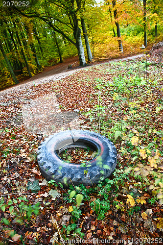 Image of Forest