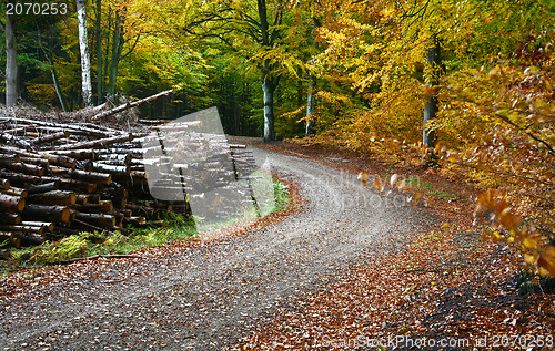 Image of Forest