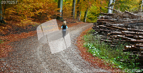 Image of Forest