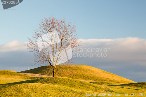 Image of Lonely tree