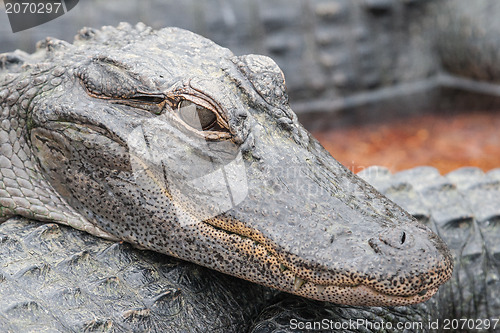 Image of In the crocodile farm