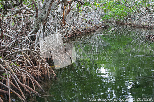 Image of Tropical mangrove 