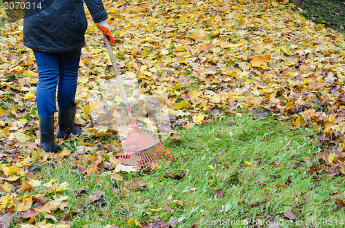Image of woman red rake tool hand garden work leaves autumn 