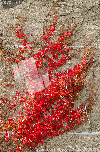 Image of block house wall red color creeper grow autumn 