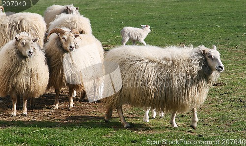 Image of she needs a haircut