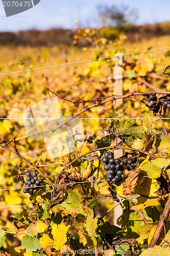 Image of Italian Vineyard