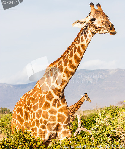 Image of Free Giraffe in Kenya