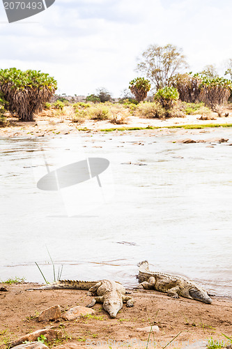 Image of Kenian crocodiles