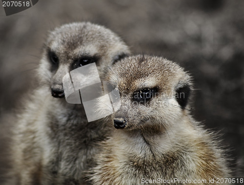 Image of Meerkats