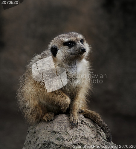 Image of Meerkat