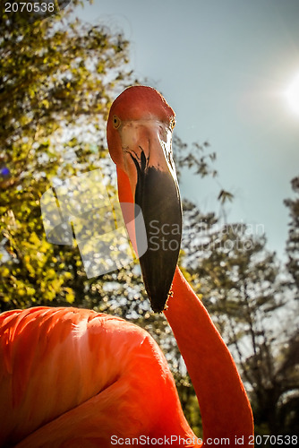 Image of pink flamingo