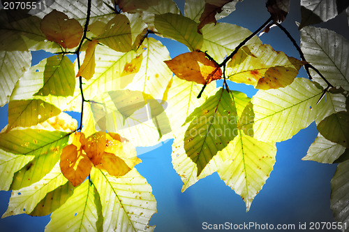 Image of The colors of autumn