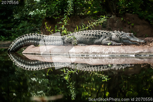 Image of Crocodile is between land and water 