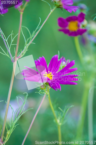 Image of summer flowers on meadow