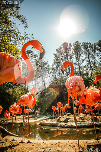 Image of pink flamingo