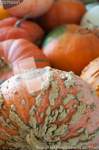 Image of pumpkins on pumpkin patch