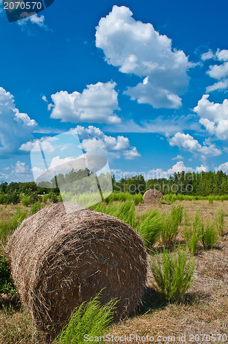 Image of harvest