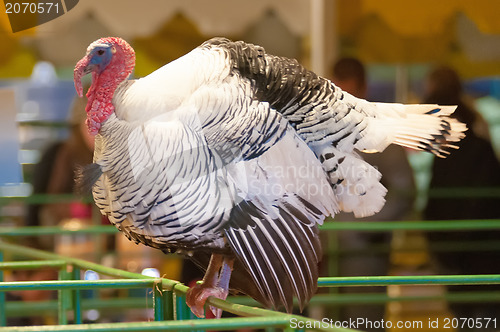 Image of White turkey 