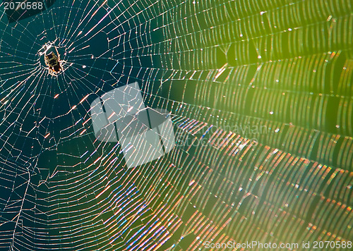 Image of spider web