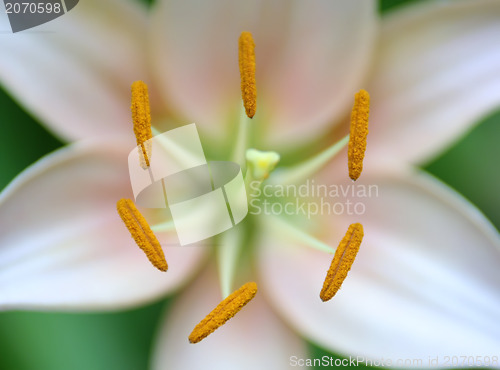 Image of symmetrical flower closeup