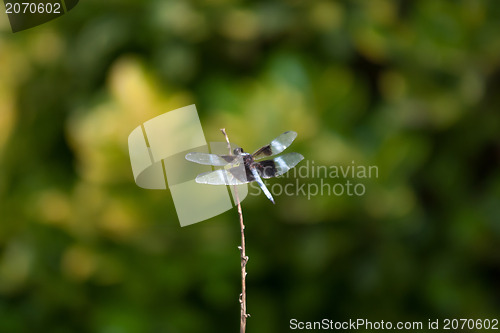 Image of dragonfly