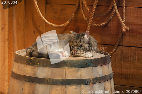 Image of cat sleeping on wooden wine barrel