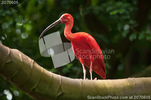 Image of pink tropical bird