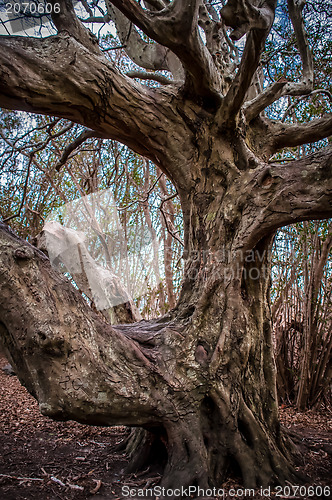 Image of Ancient crooked tree limbs and trunk