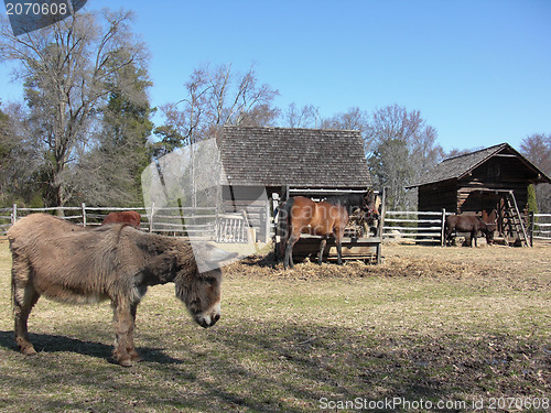 Image of animals on the farm