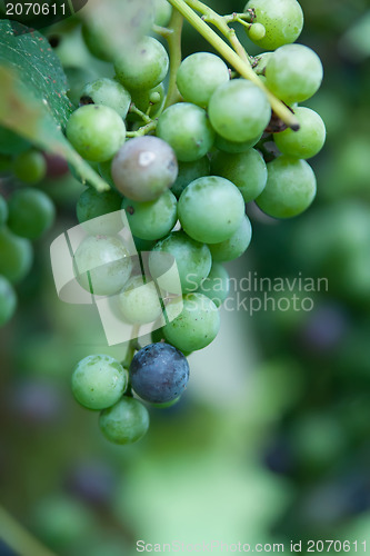 Image of green grapes