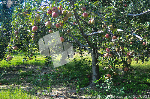 Image of apple farm