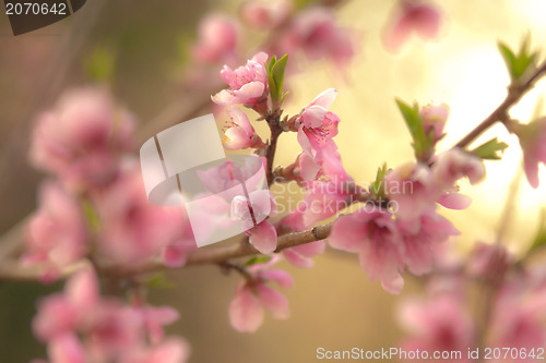 Image of spring bloom