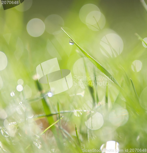 Image of grass